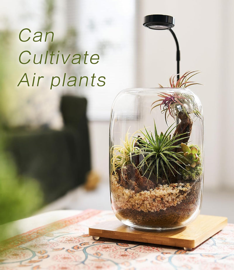 LED Terrarium Kit – Complete Indoor Mini Garden with Grow Light
